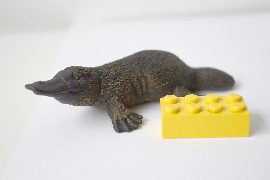 The 2021 STS Wild life Figure of the Year. Make your choice ! Schleich-14840-Platypus