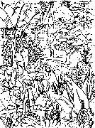 abdaacts Eden flamingo