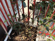 IMG-3775