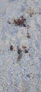 Desert-(4)