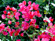 P1160005.jpg