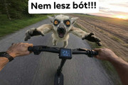 Kép