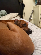 Rocco the Rhodesian Ridgeback 40