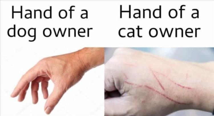 hand_of_cat_owner.jpg