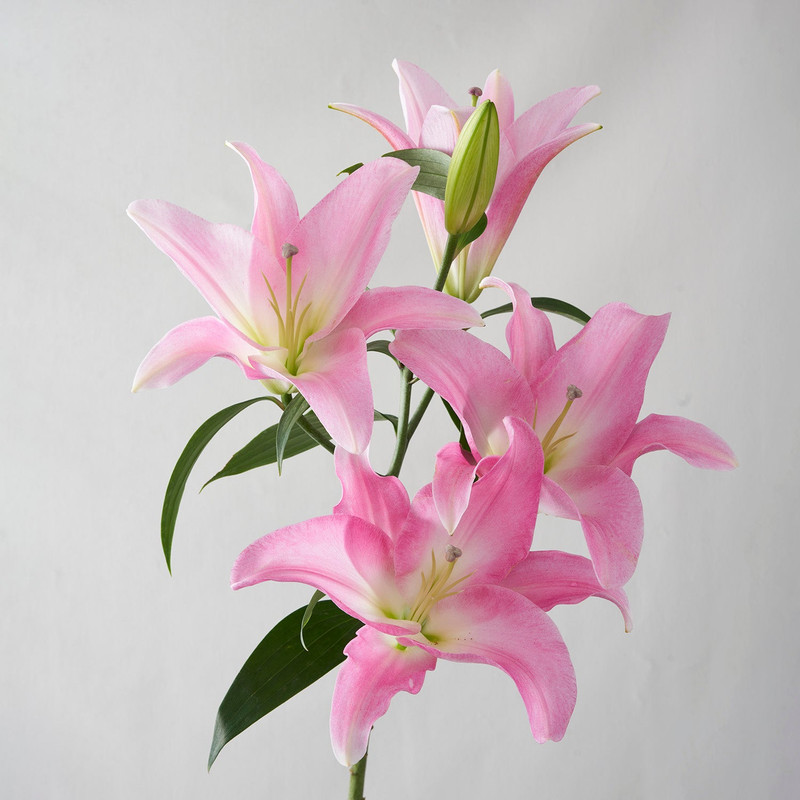 bouquet-of-pink-lillies.jpg