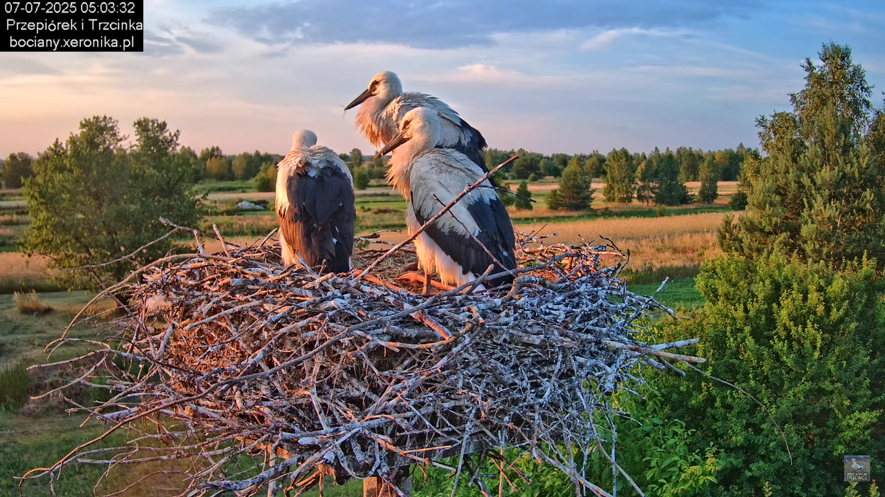07072025bociany6