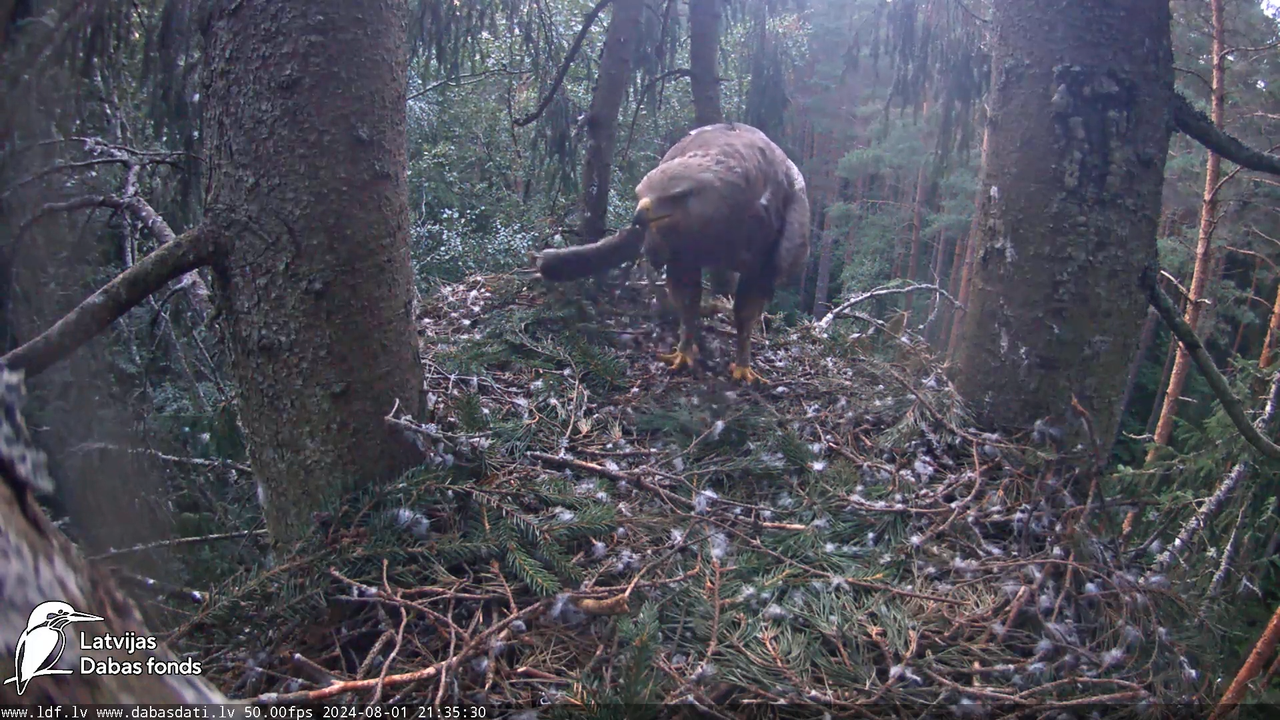 Mazais ērglis (Clanga pomarina), ligzda eglē __ Lesser spotted eagle in spruce, Zemgale, Latvia 16-3