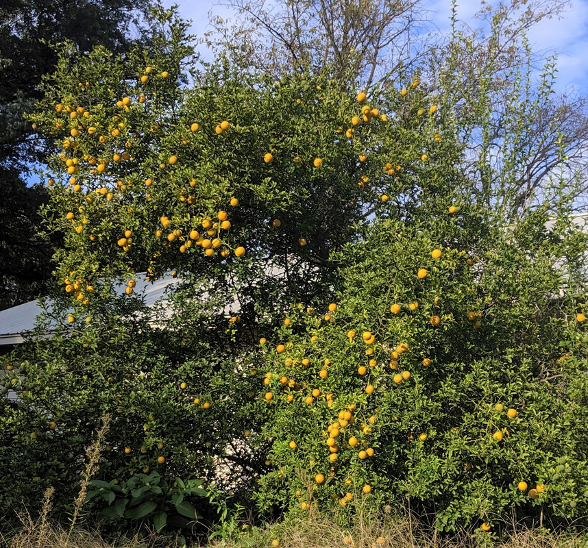 Poncirus October 2019b