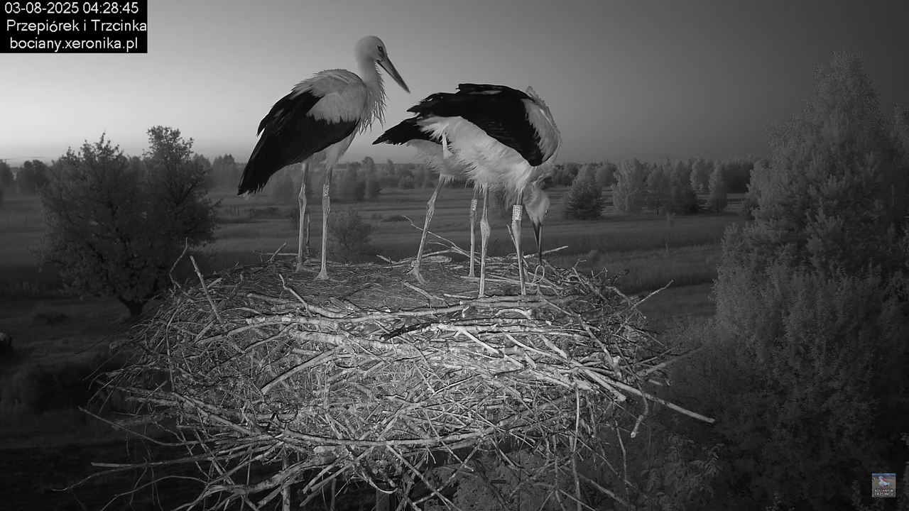 03082025bociany3