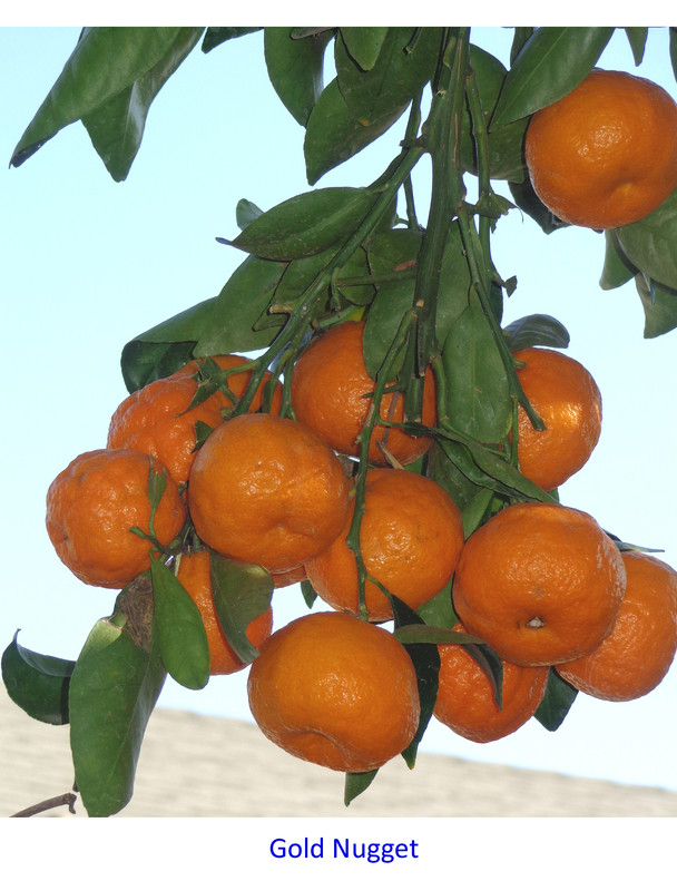 Gold_Nugget-(12-24-22)Pic1