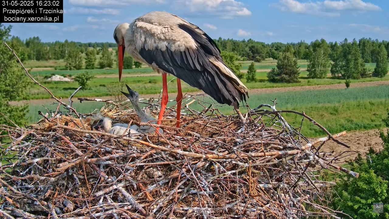 31052025bociany19