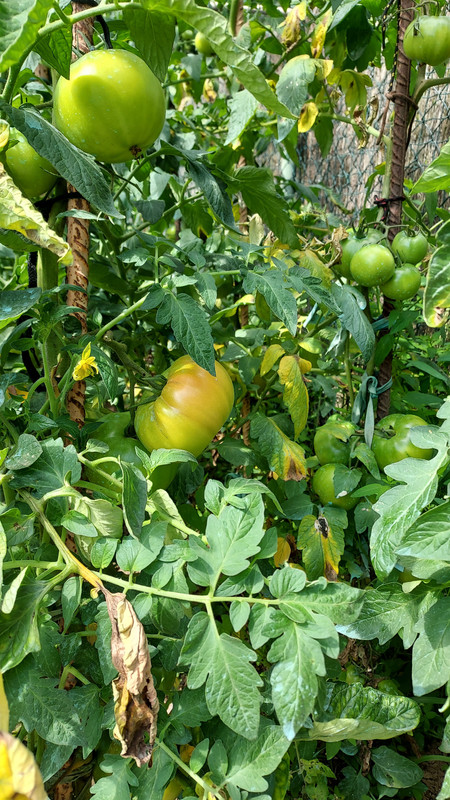 4C82C5F3-937B-4307-8D71-CDA0D75D54B9