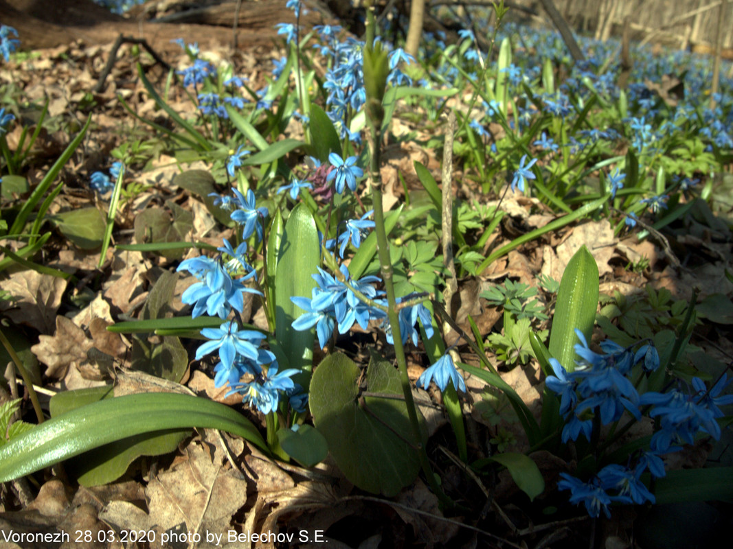 Воронеж, весна, Олимпик Воронеж, весна, Олимпик