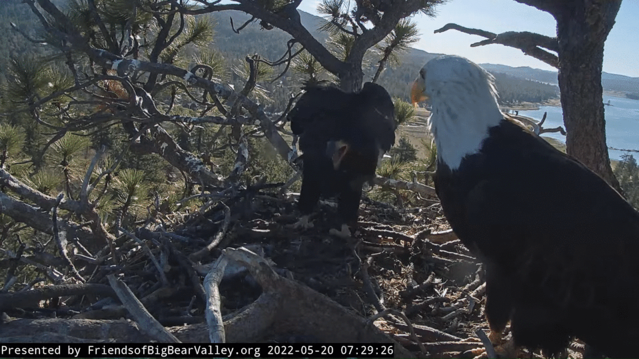 Webp.net-gifmaker (9)