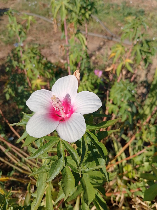 IMG_20240818_092422_HDR
