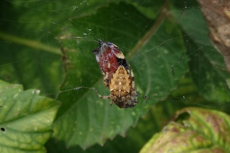 [Image: DSC00897.jpg]