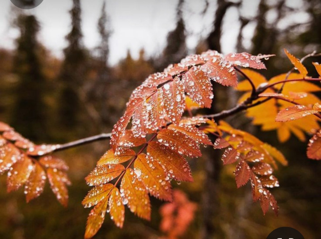 Screenshot_20231115_205740_Pinterest