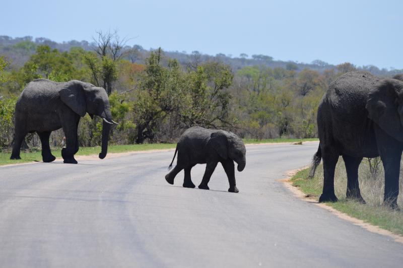 DÍA 9:  KRUGER (Berg-en-Dal – Lower Sabie) - Sudáfrica y Seychelles 2018 -  Una Honeymoon llena de vida (10)