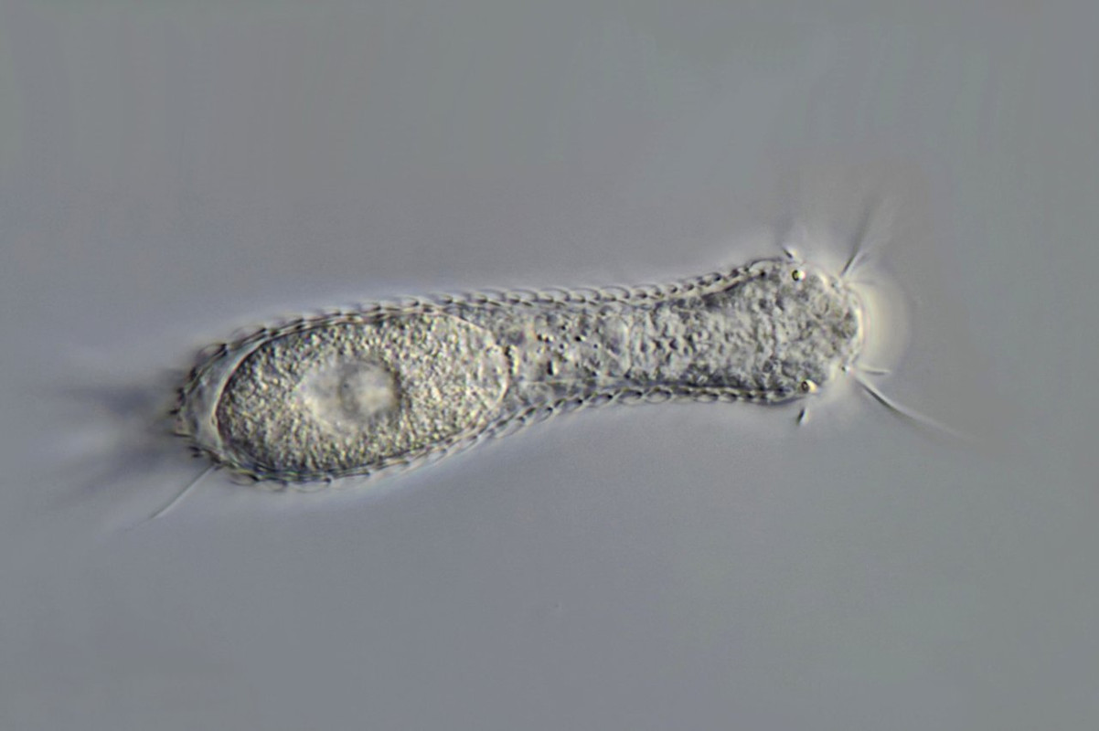 Gastro 30 Heterolepidoderma ocellatum Augenhärling mit Ei DIK 100 Arzmoos