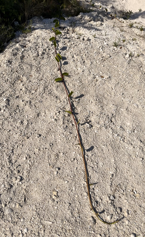 [Image: Sanibel-Light-House18.png]