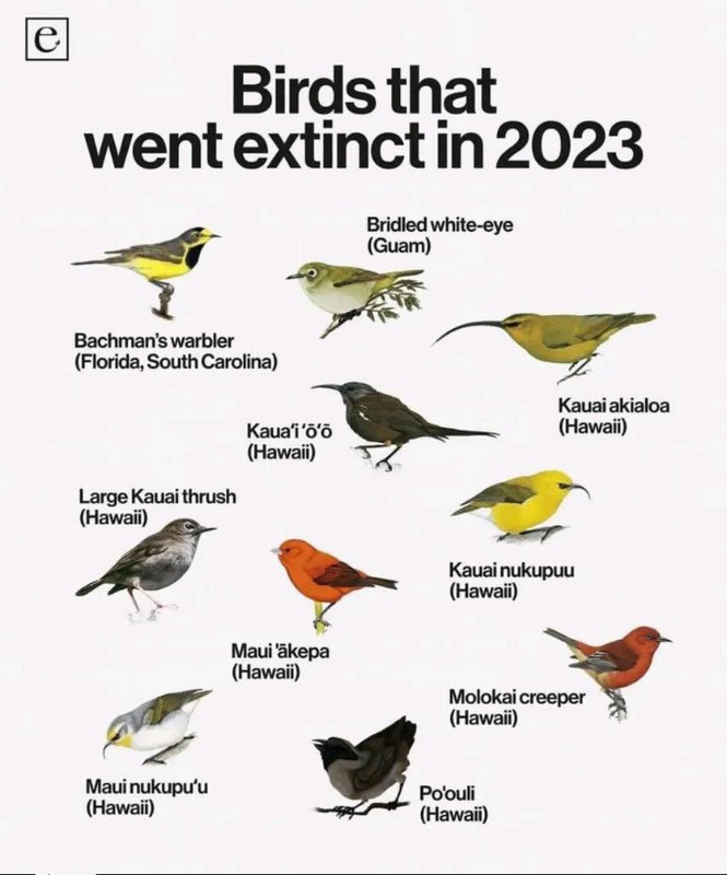 [Image: Birds.jpg]