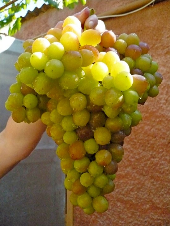 виноград Блестящий