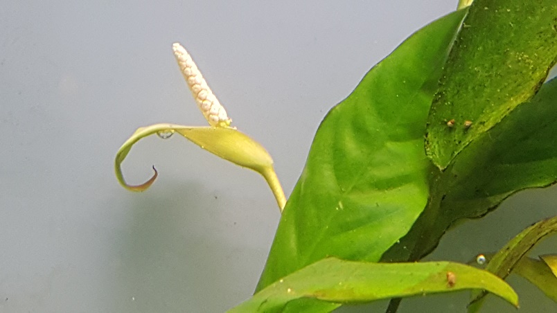 anubias-barteri-angustifolia-800-zpsj7tc