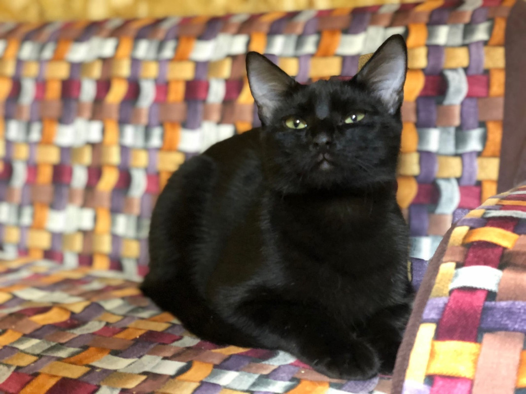 Муха_Скрипка3