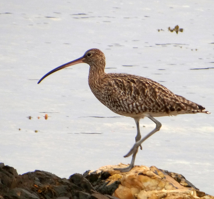 CURLEW 7 300824