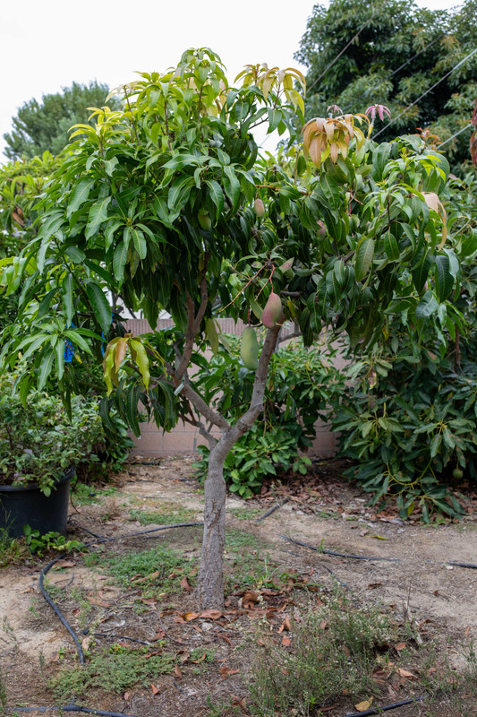 8U1A5533  ValCarrie-OS-Mallika Mango Tree in RB at 10.20 AM (9-6-24)