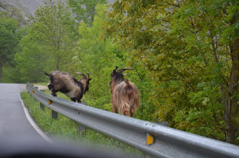PICOS DE EUROPA-16-5-2013-LEON/ASTURIAS/CANTABRIA - Paseando por España-1991/2016 (62)