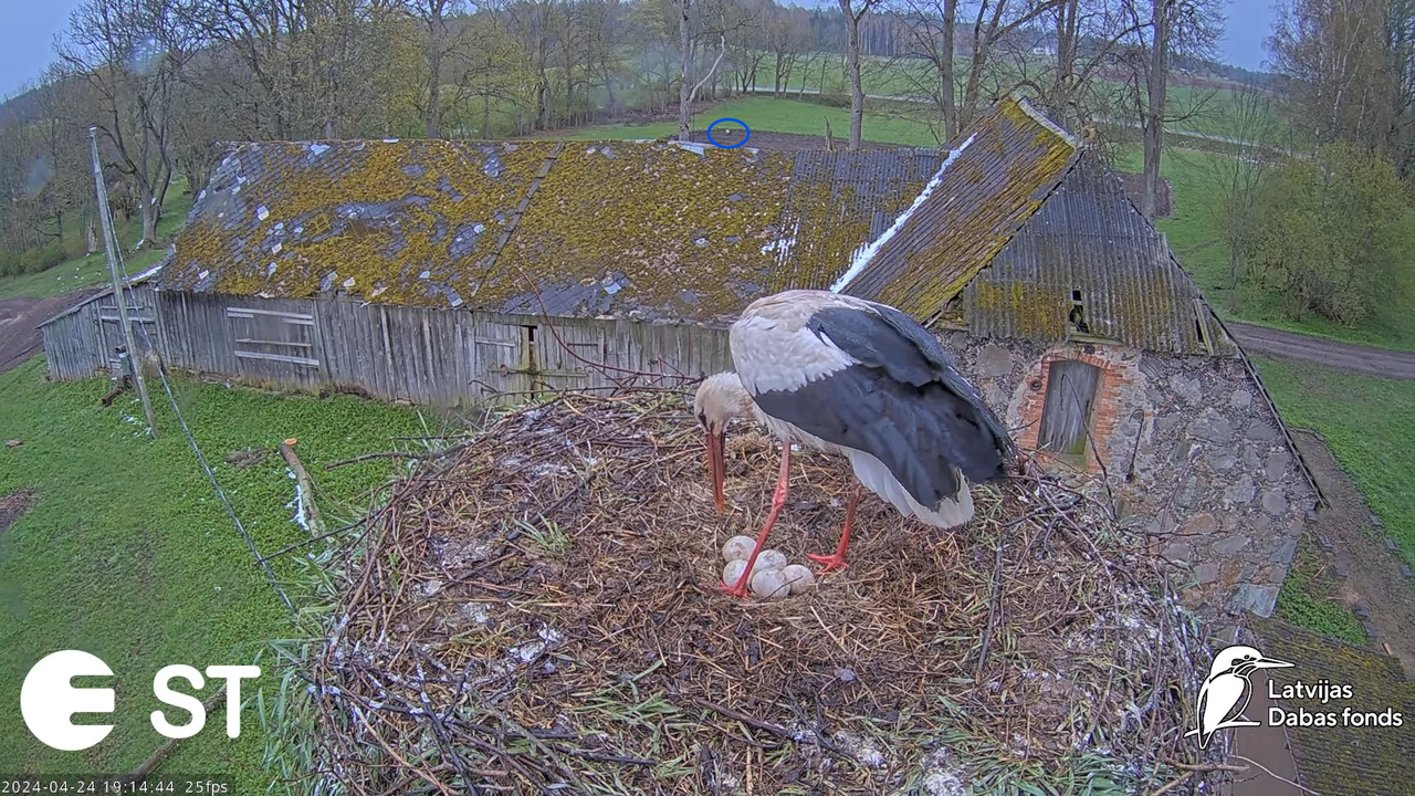 Baltie stārķi (Ciconia ciconia) Tukuma novadā - LDF tiešraide __ White storks in Tukums, Latvia 14-5