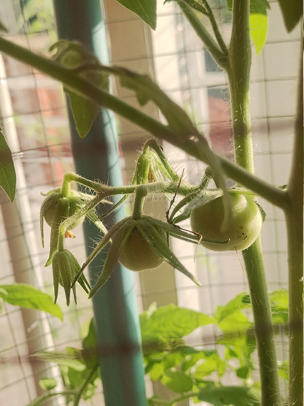 Tomatoes 261020 Small