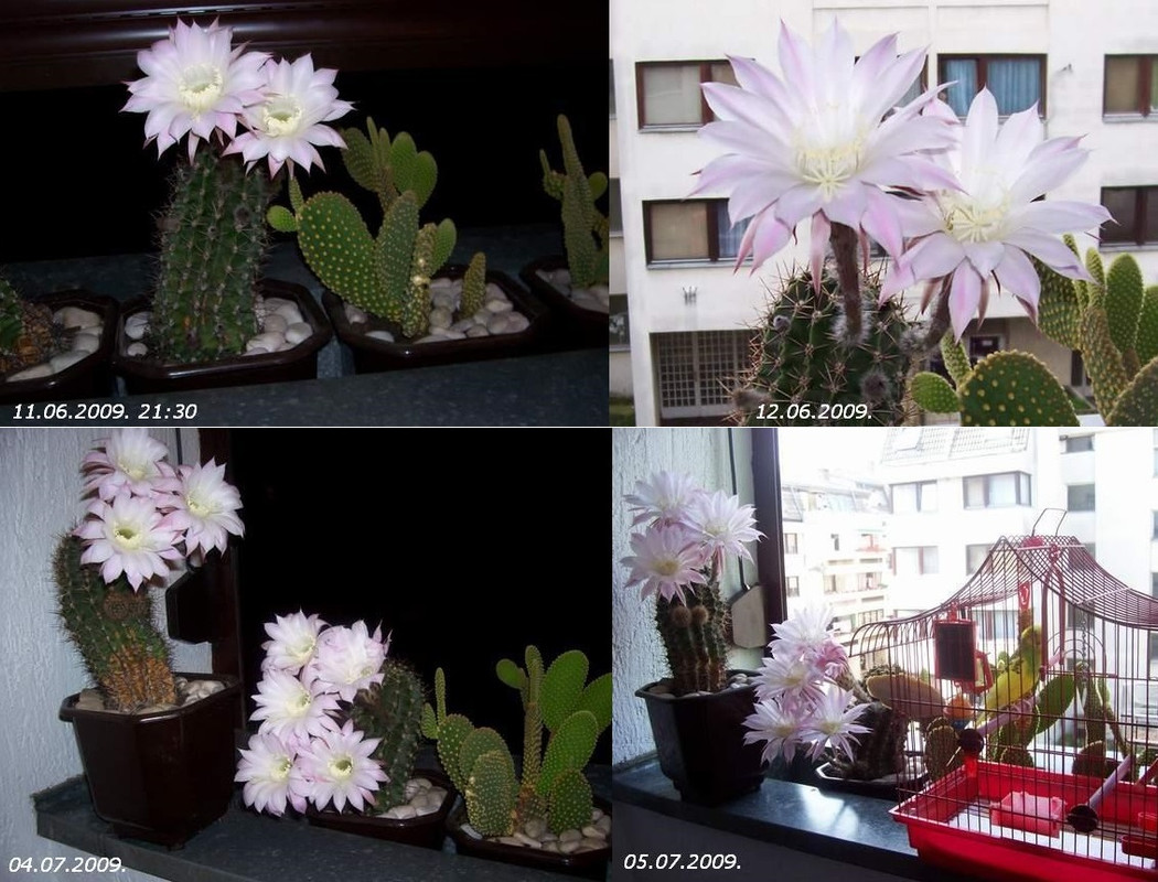 2-11. i 12.06.-04. i 05.07.2009.