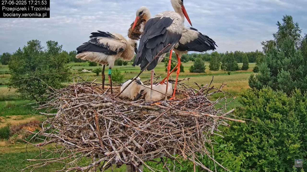 27062025bociany40