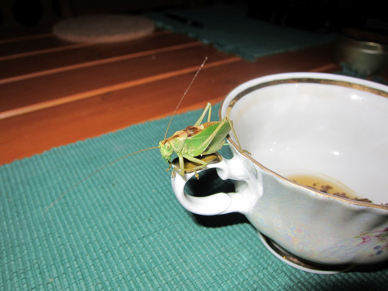 sikorkówka sierpień 2013 059