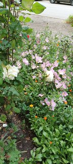IMG_20230527_082341