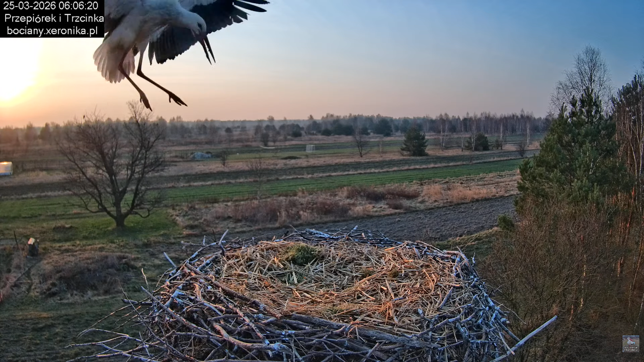 25032026bociany 6