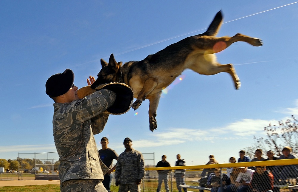 a-dog-training.jpg