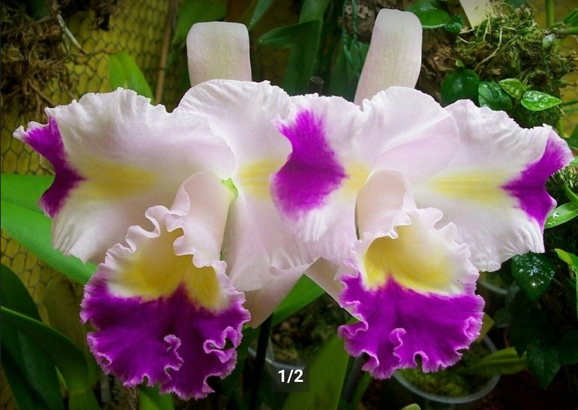 Orchideen-Neuzugang 2 - Seite 30 Cattleya-Prism-Palette