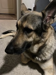 My Dog