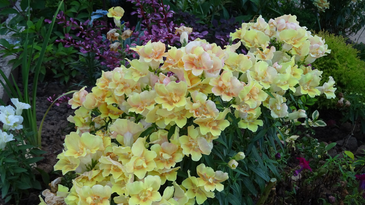 DSC00260