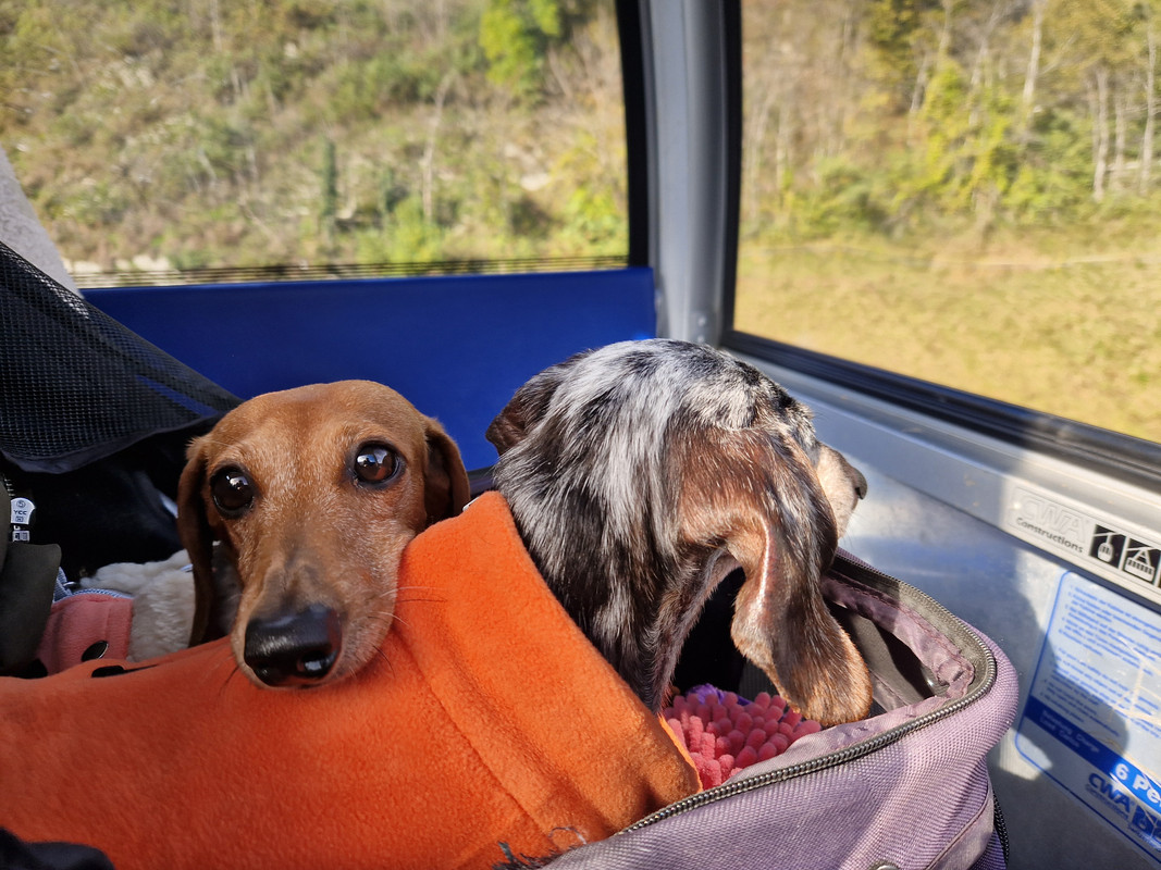 [Image: 20241027-114954.jpg]