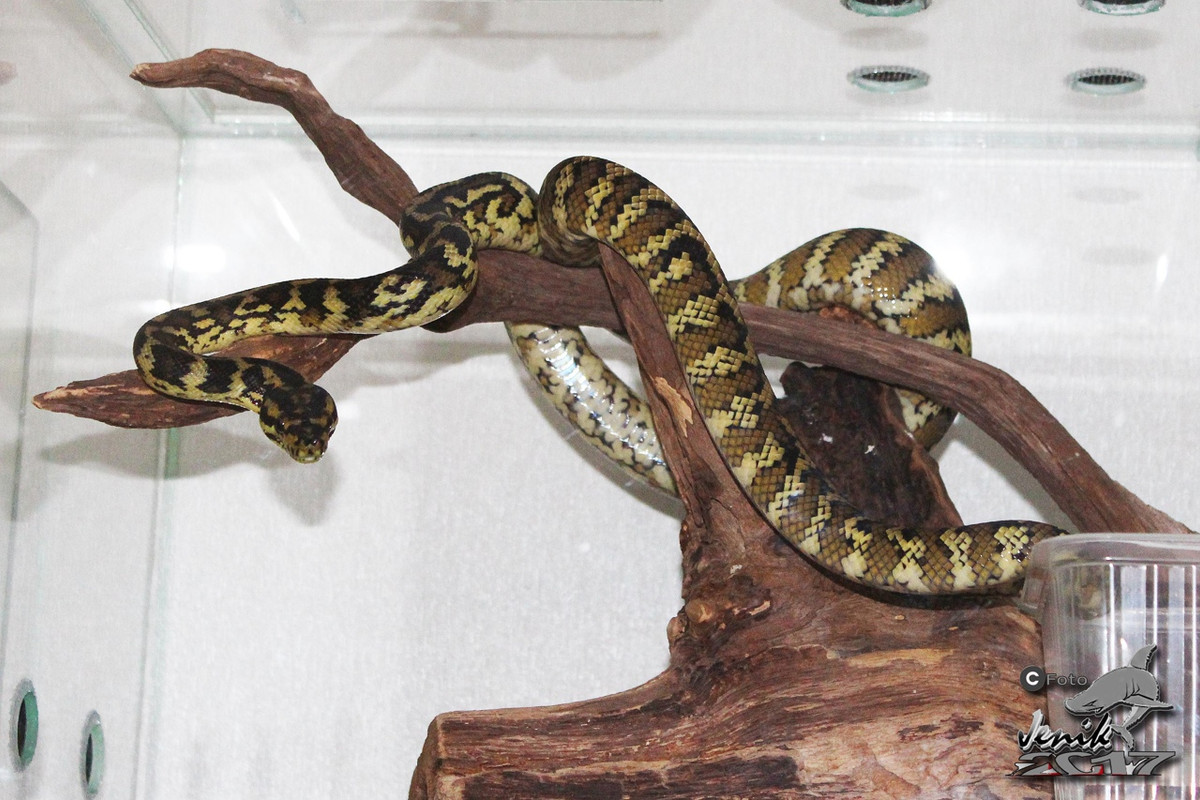 MC4rT7EaQYp5q5krqhL_g1heEaj59X974aVwqgoA_lPkEizFnssT6ZV6hKxXT_8WH1Sr-EmH