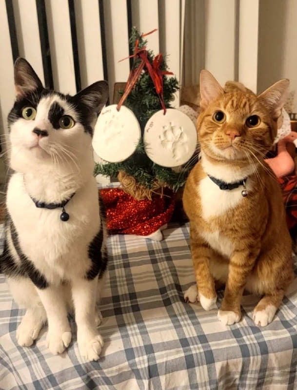 cats.jpg