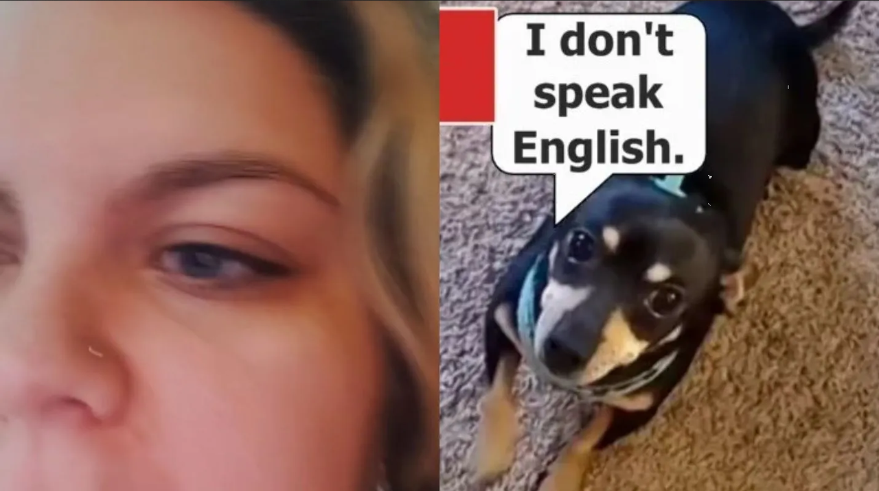 Mujer explota porque su perrito chihuahua solo entiende español