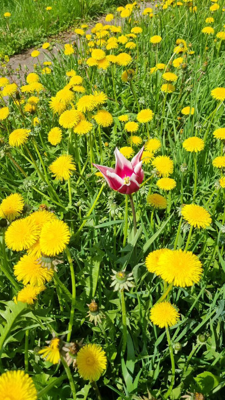 солнце поле 5 я