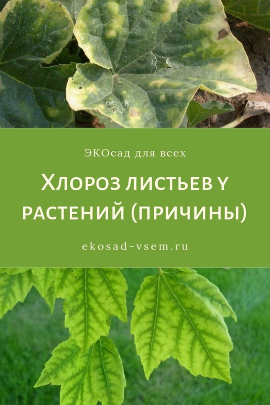 Хлороз как следствие неправильного ухода за петуниями советы по профилактике