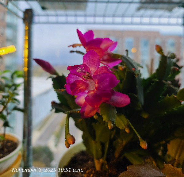 [Image: 20251103-105107.jpg]