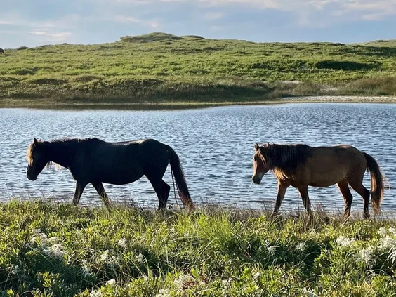 Sable-Island-horses.jpg